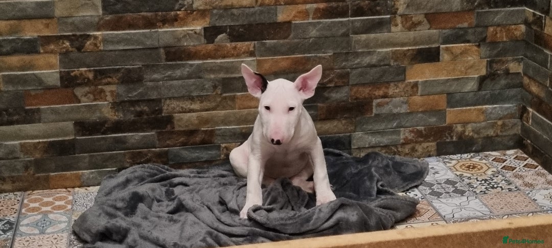 English Bull Terrier dogs for sale: Beautiful k.c reg bully pups  ready to go - Advert 13