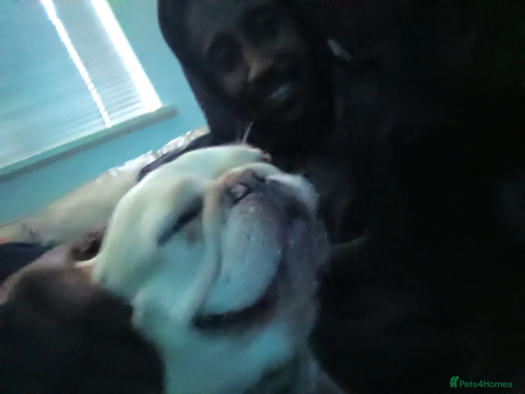 French Bulldog dogs for sale: Meet coffee! - Advert 1