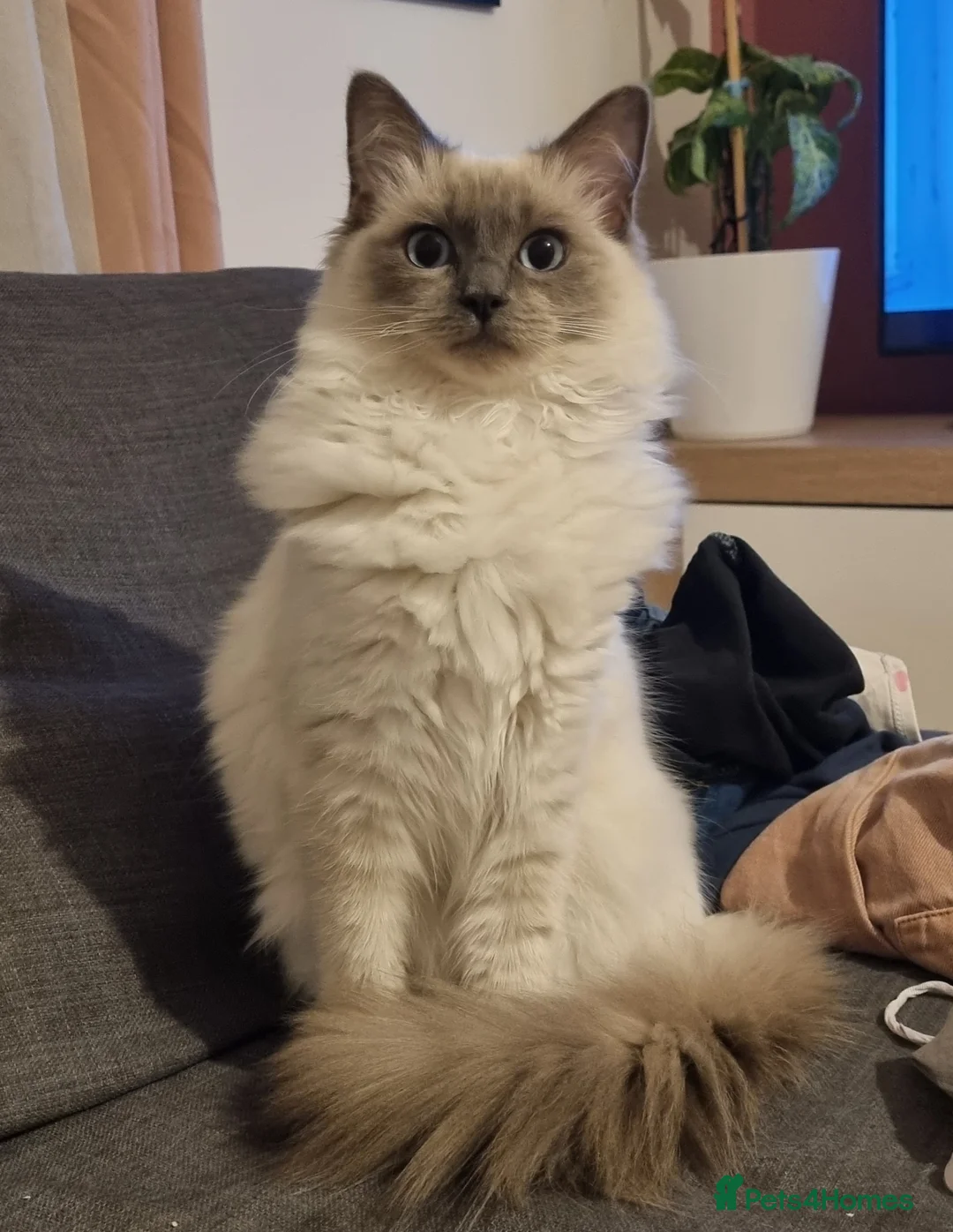 Mixed Breed cats for sale: 4 Beautiful Kittens Looking for Forever Homes in Taunton - Advert 2