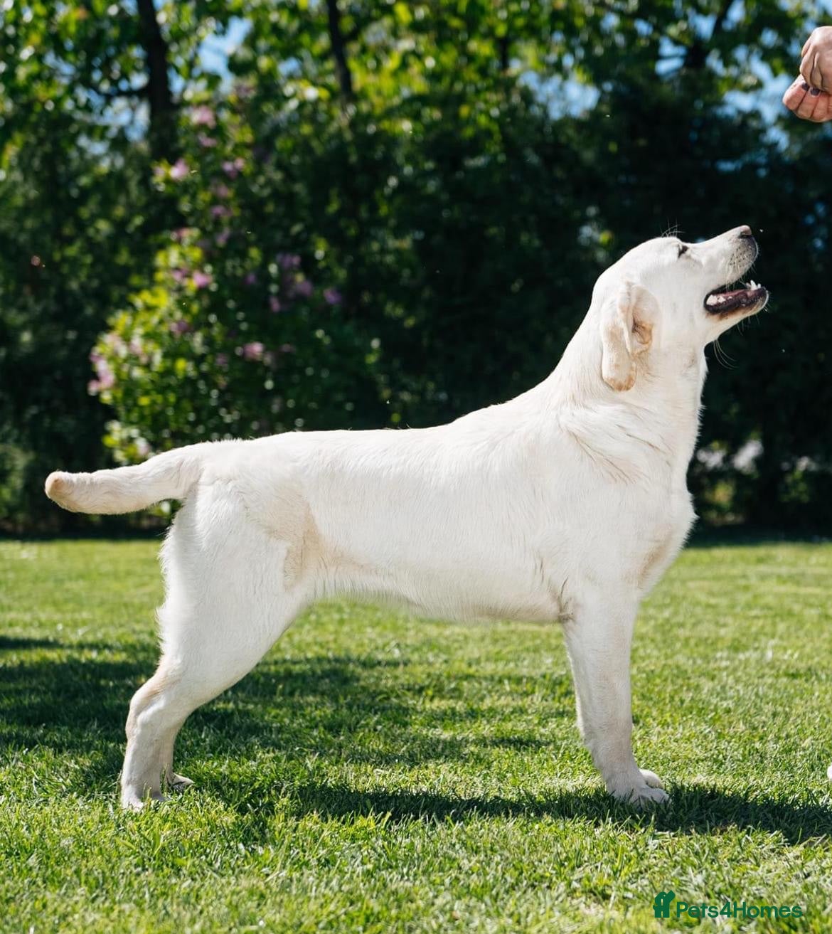 Labrador Retriever dogs Superb fully health tested fox reds  - Advert 1