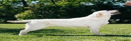 Labrador Retriever dogs for sale: Superb fully health tested fox reds  - Advert 6
