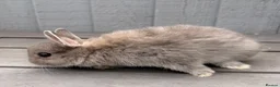Netherland Dwarf rabbits for sale: STUNNING TAME PUREBRED NETHERLAND DWARFS - Advert 11