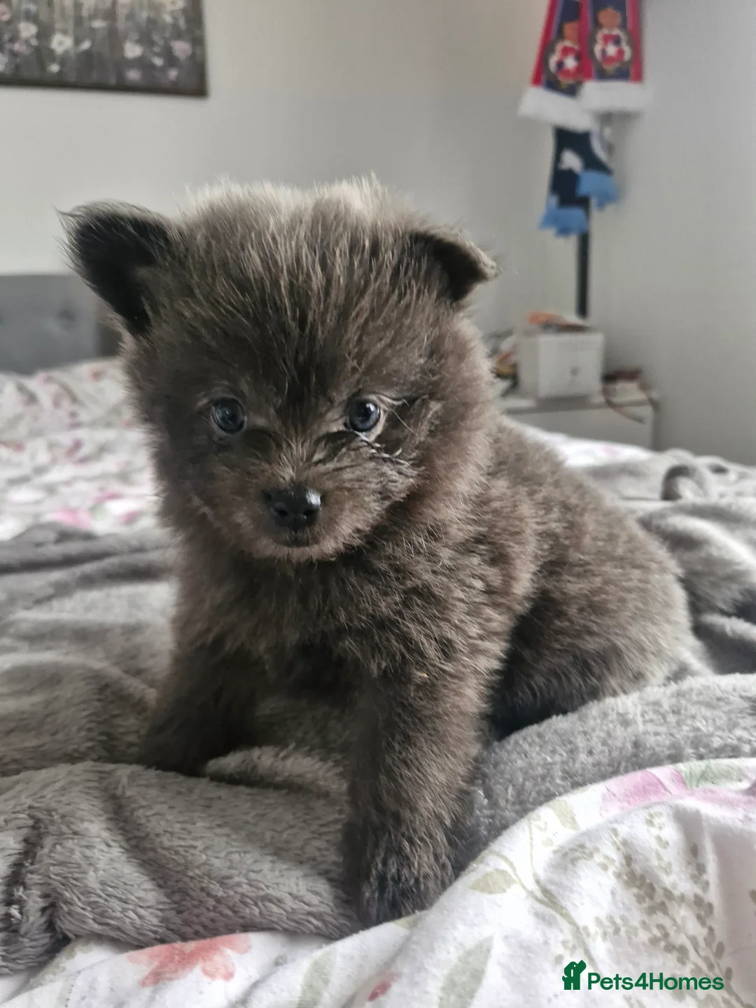 Pomapoo dogs for sale: ✨ Beautiful Pomapoo Puppies – 1,600 ✨ - Advert 33