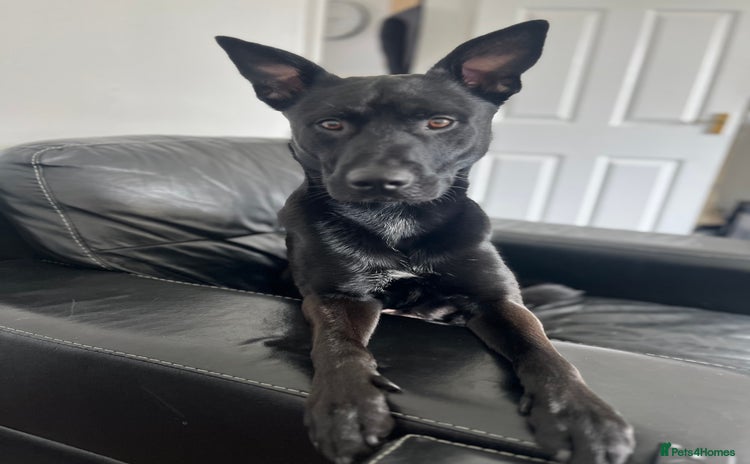 Mixed Breed dogs - Advert 4