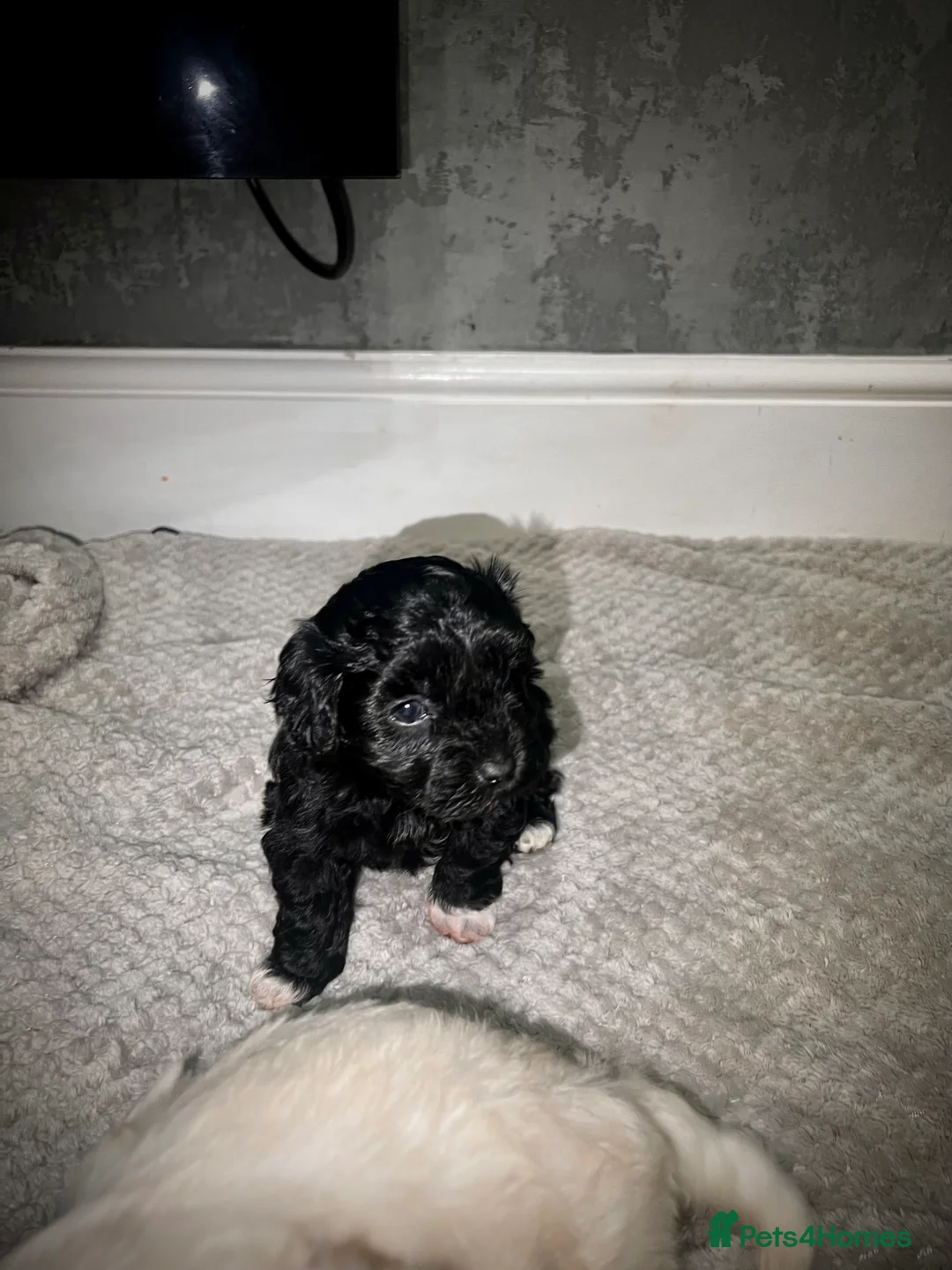 Maltipoo dogs for sale: STILL AVAILABLE!!! Stunning F1 Maltipoos  - Advert 24