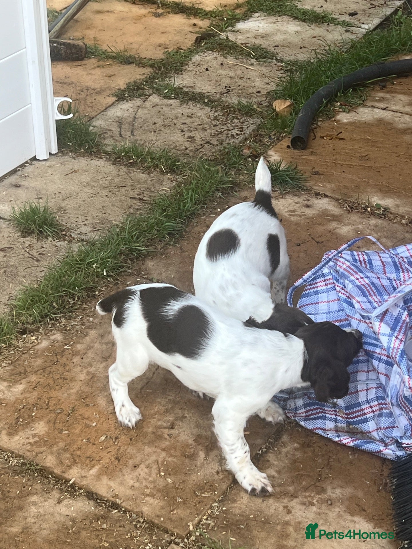 English Springer Spaniel dogs 2 Bitch KC reg Springer spaniel Pups Ready Now - Advert 2