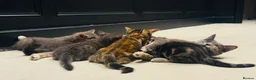 Mixed Breed cats for sale: 4 Kittens Looking for Their Forever Homes 🐾 - Advert 11