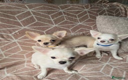 Chihuahua dogs for sale: 3 Handsome (KC) Chihuahua boys left (New photos) - Image 3