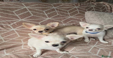 Chihuahua dogs - Advert 1