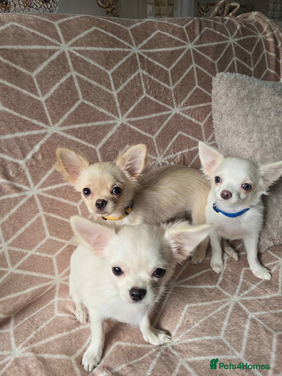 Chihuahua dogs for sale: 3 Handsome (KC) Chihuahua boys left (New photos) - Image 3