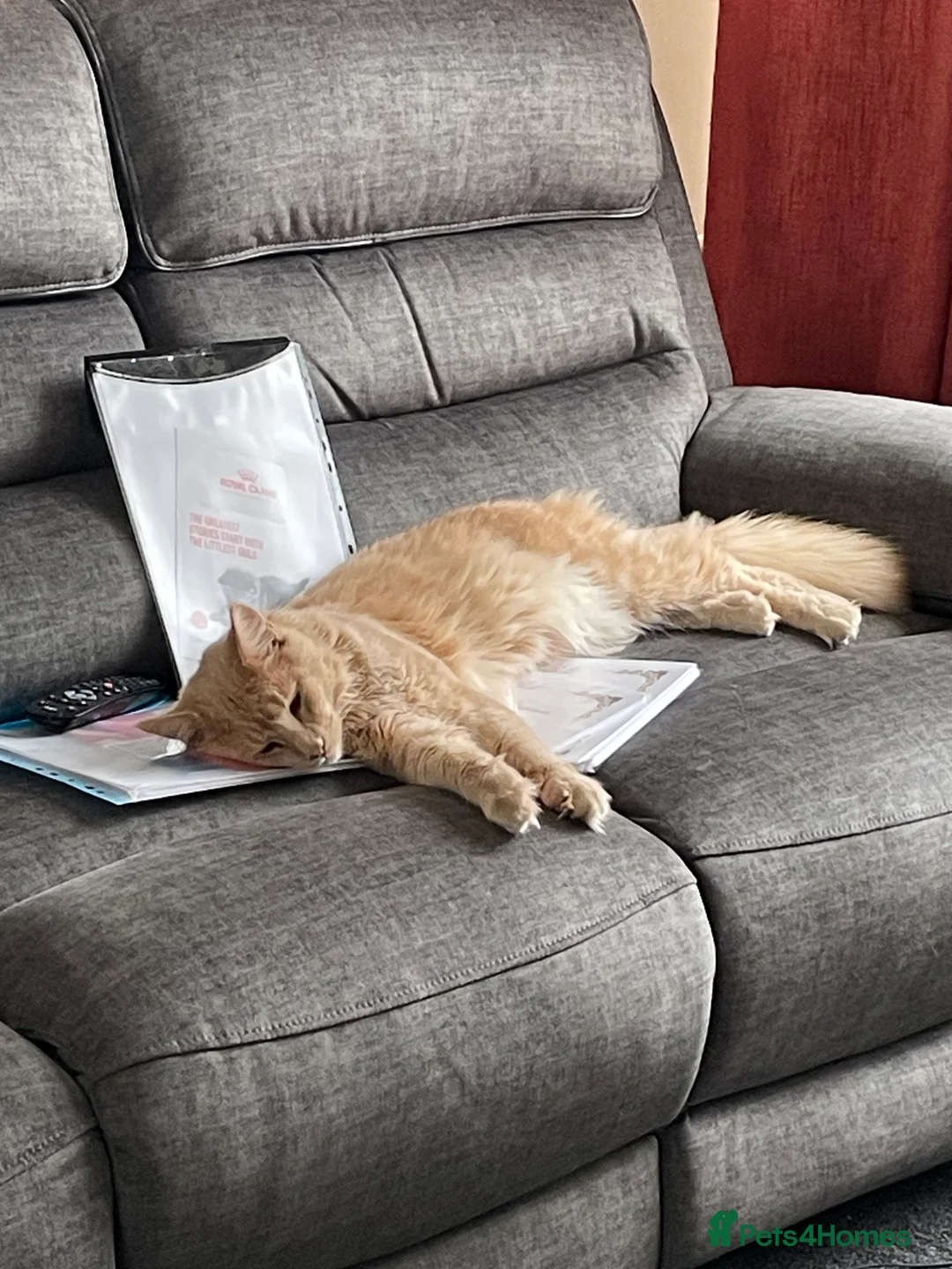 Maine Coon cats for stud: Cream Maine coon stud  - Advert 3