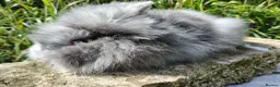 Lionhead rabbits for sale: Stunning DM Lionhead baby rabbits - Advert 11