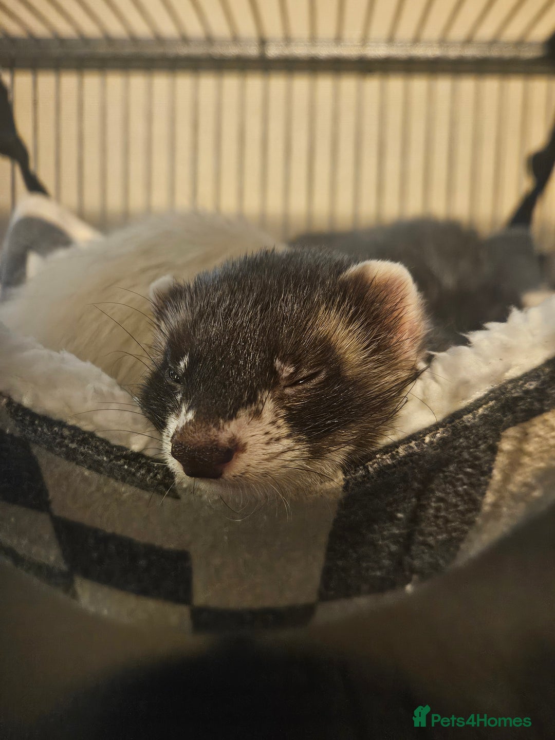 Ferret rodents for sale: Pair of ferrets  - Advert 4