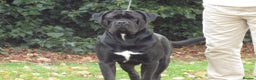 Cane Corso dogs for stud: Thor health tested proven Cane Corso for stud !!! in Cleethorpes - Advert 16
