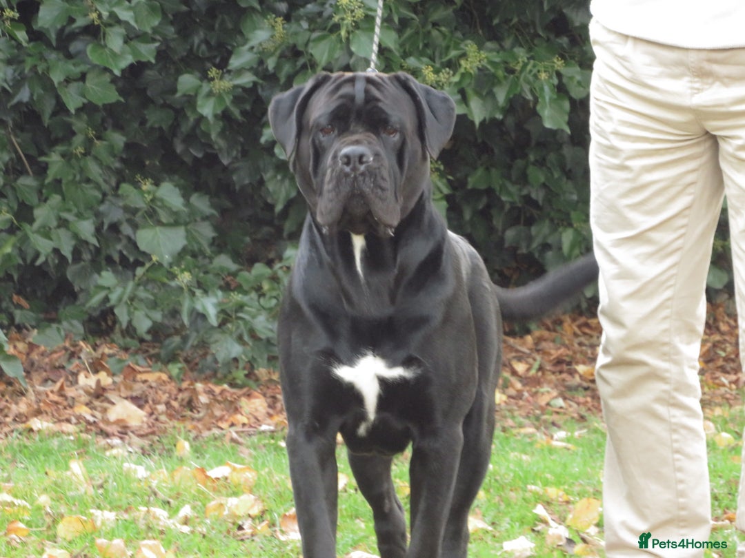 Cane Corso dogs for stud: Thor health tested proven Cane Corso for stud !!! in Cleethorpes - Advert 16