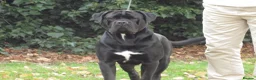 Cane Corso dogs for stud: Thor health tested proven Cane Corso for stud !!! in Cleethorpes - Advert 16