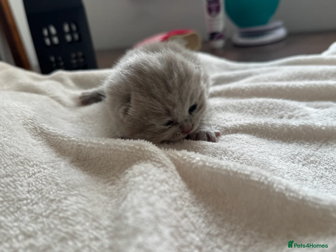British Shorthair cats for sale: Lilac -cream girl BSH , TICA  - Advert 2