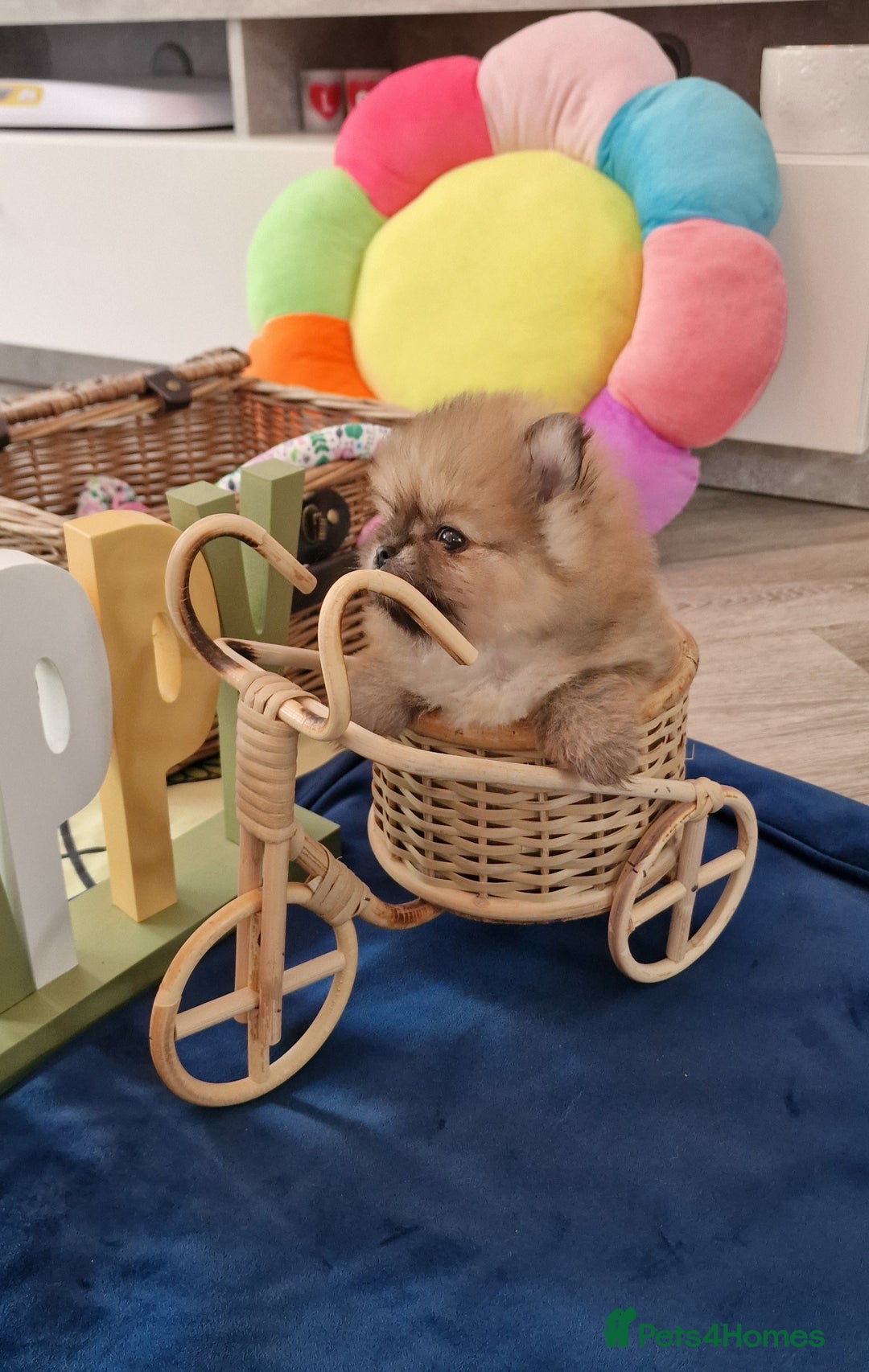Pomeranian dogs for sale: Pomeranian 1 boy left 🤍 40+🏆lines - Advert 8