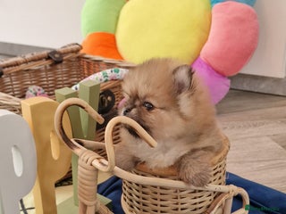 Pomeranian dogs 3 Tiny boys left 🤍 40+🏆lines💙 - Advert 7