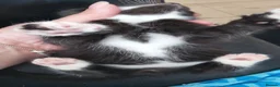 Mixed Breed cats for sale:  7 weeks old Gorgeous kittens  - Advert 10