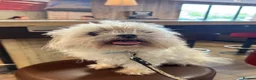 Mixed Breed dogs for sale: Chihuahua x Maltese 2 year old male dog in Lutterworth - Advert 2