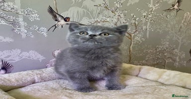 British Shorthair cats 🧸EXCEPTIONAL QUALITY PURE BREED BSH TEDDY BEARS🧸 - Advert 3