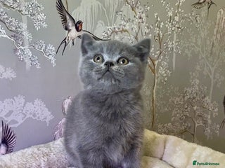 British Shorthair cats 🧸EXCEPTIONAL QUALITY PURE BREED BSH TEDDY BEARS🧸 - Advert 6