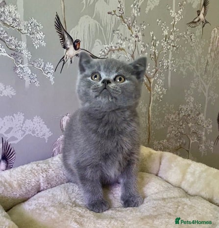 British Shorthair cats 🧸EXCEPTIONAL QUALITY PURE BREED BSH TEDDY BEARS🧸 - Advert 1