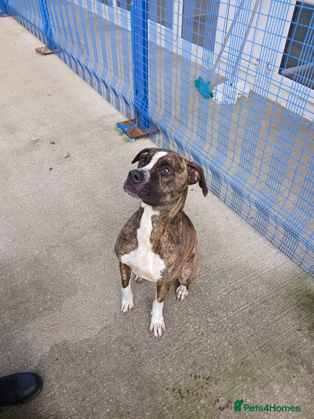 Mixed Breed dogs for adoption: Beautiful small sighthound cross in Colchester - Advert 1