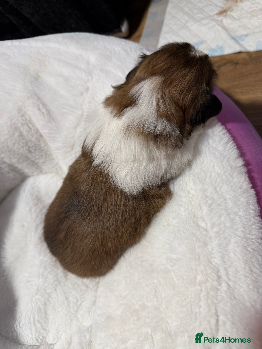 Shih Tzu dogs for sale: Shih Tzu’s  - Advert 12