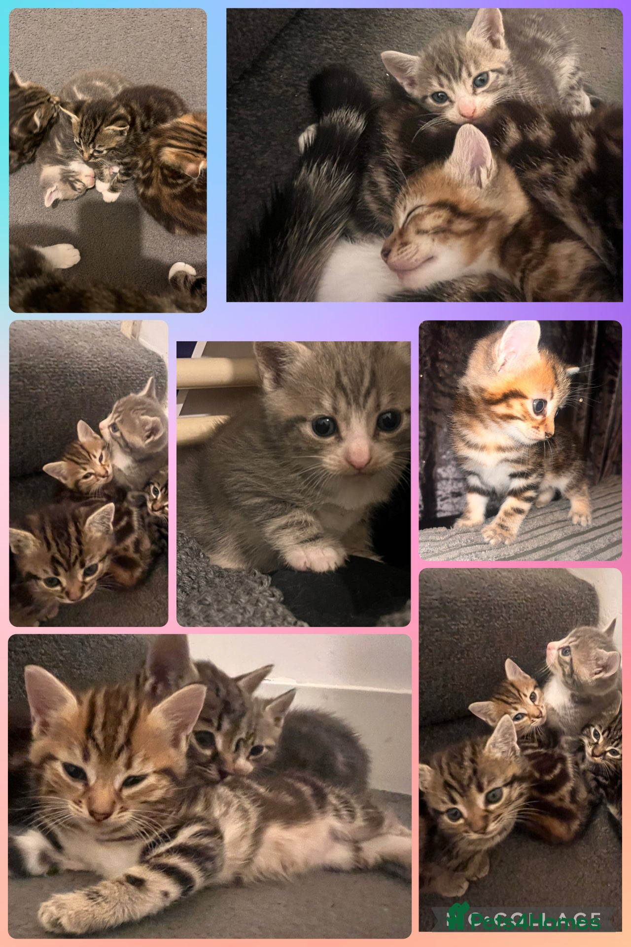 Mixed Breed cats Russian blue/bengal kittens unique markings 💙😻🩷 - Advert 9