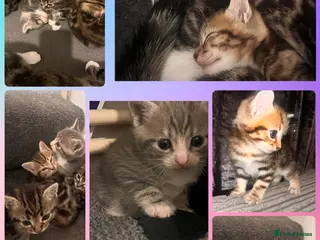 Mixed Breed cats Russian blue/bengal kittens unique markings 💙😻🩷 - Advert 9