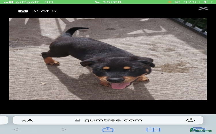 Rottweiler dogs - Advert 1