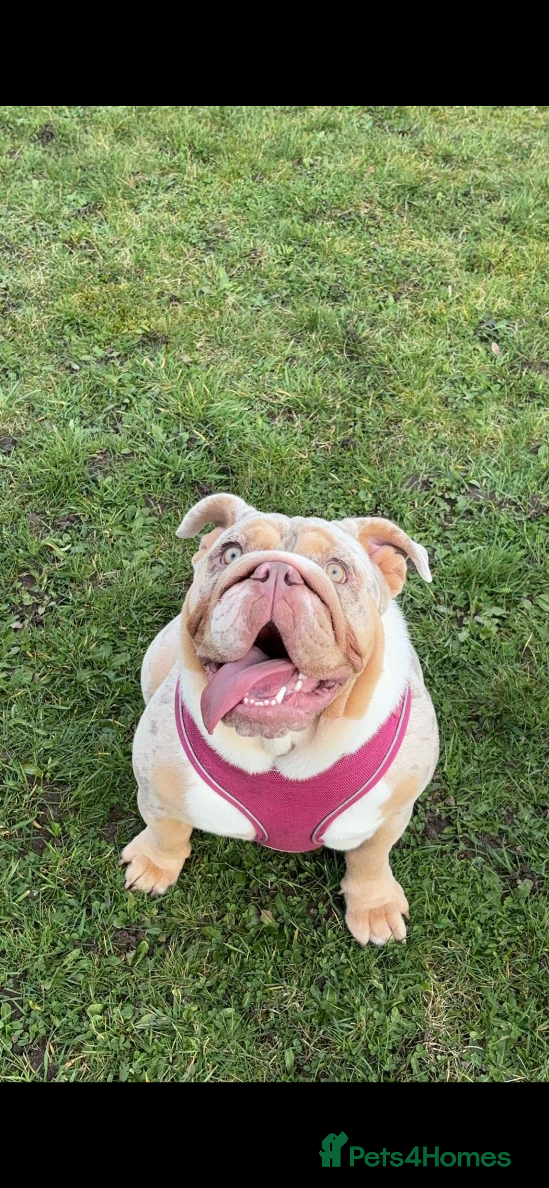 English Bulldog dogs for sale: 2 yr old english bulldog for adoption - Advert 3