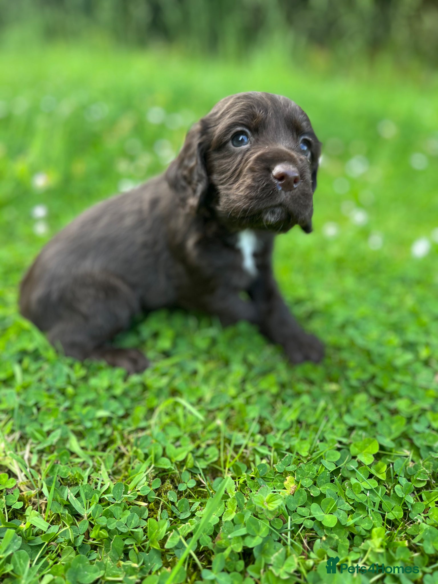 Cocker Spaniel dogs KC COCKER PUPPIES - Advert 15