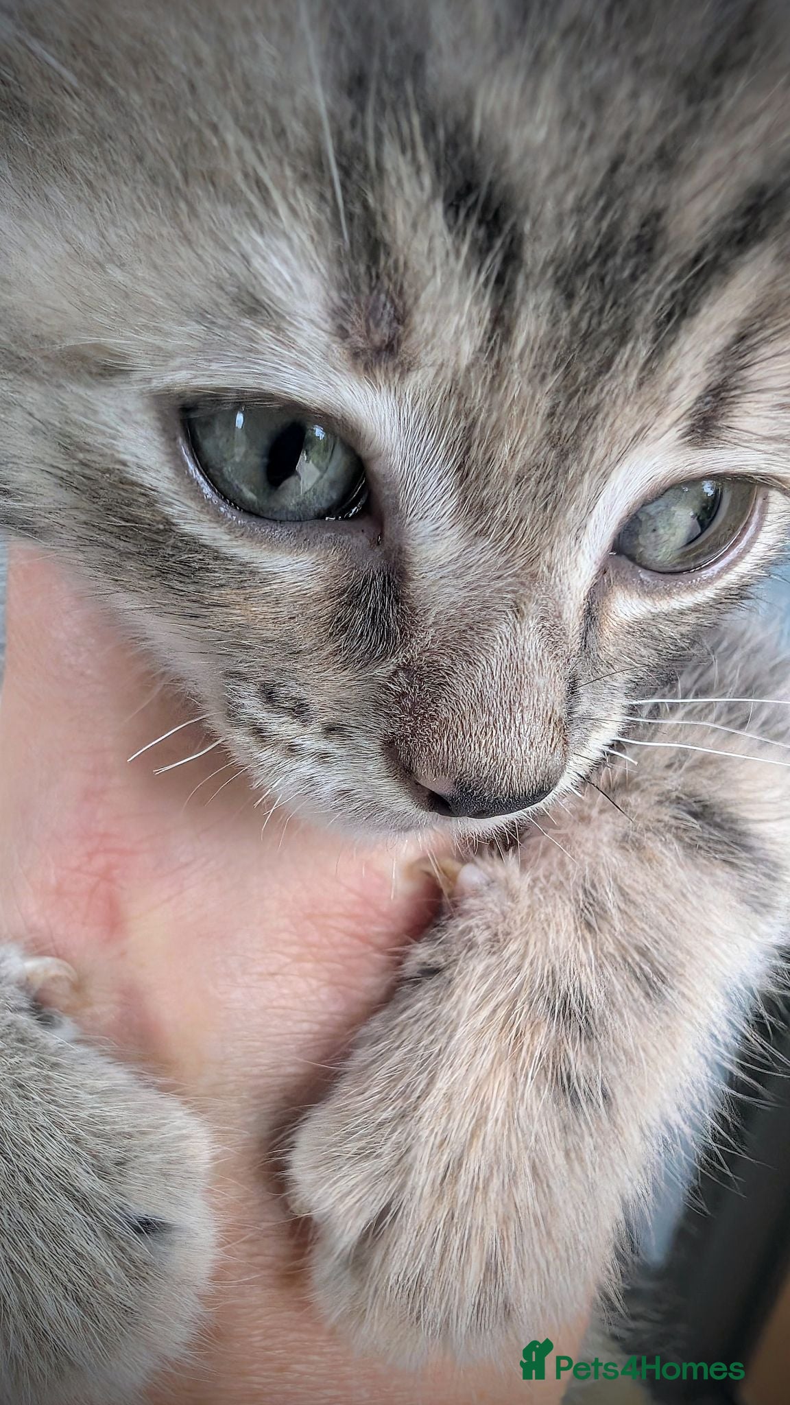 Ragcoon cats Beautiful Ragdoll / Bengal female 'Tabitha'  - Advert 1