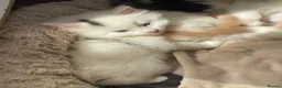 Mixed Breed cats for sale: Beautiful long hair kittens  - Advert 14