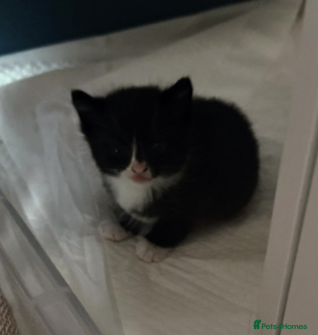 Mixed Breed cats for sale: Adorable kittens for sale - Image 14