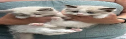 Ragdoll cats for sale: Ready Now! Ragdoll Babies - Advert 2