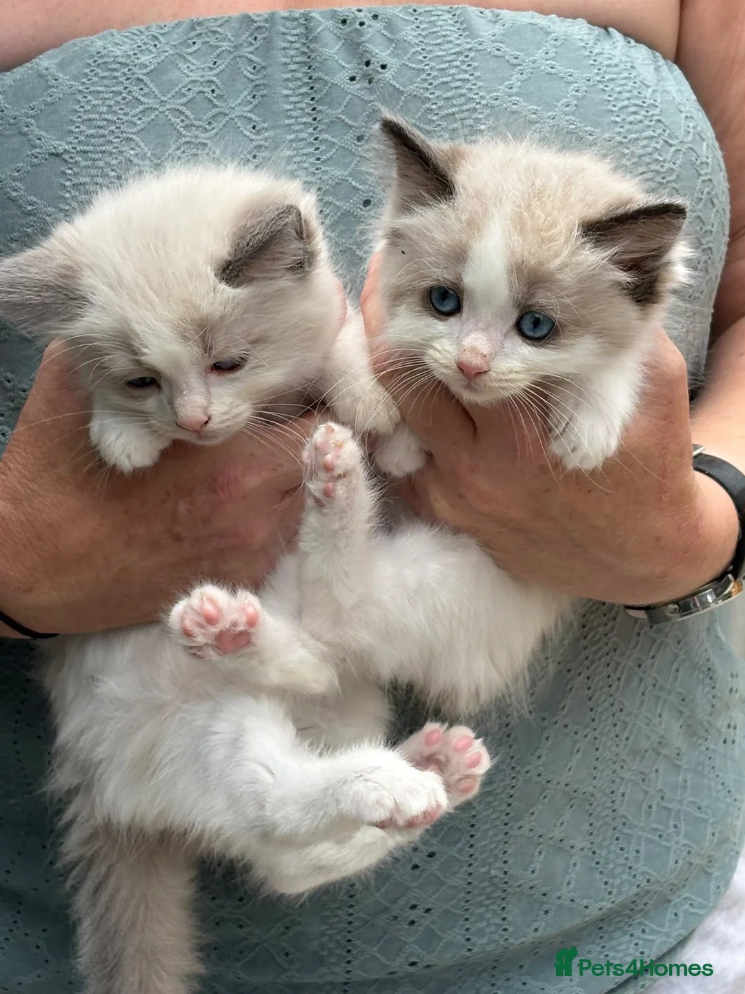 Ragdoll cats for sale: Ready Now! Ragdoll Babies - Advert 2