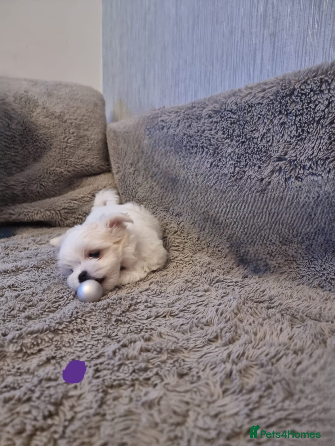 Maltese dogs for sale: Adorable Maltese Puppies Ready for Love. - Advert 10