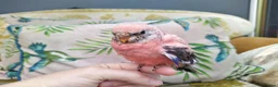 Cockatiels birds for sale: DNA sexed hand tamed cockatiels and Bourkes - Advert 20
