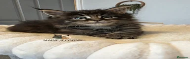 Maine Coon 10