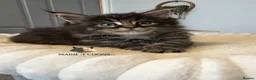 Maine Coon cats for sale: Maine coon kittens - Advert 30