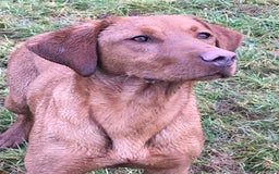 Labrador Retriever dogs for sale: Fully health tested KC reg 5 year old labrador - Image 4