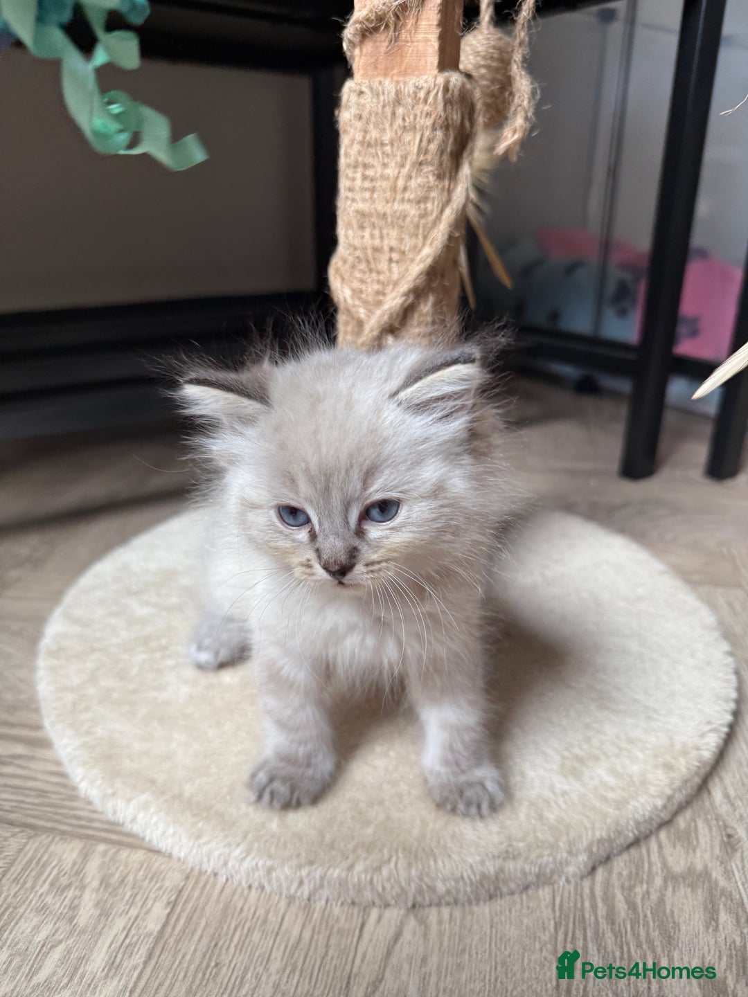 Ragdoll cats for sale: RAGDOLL KITTENS - LAST BOY 🐾🩵 - Image 9