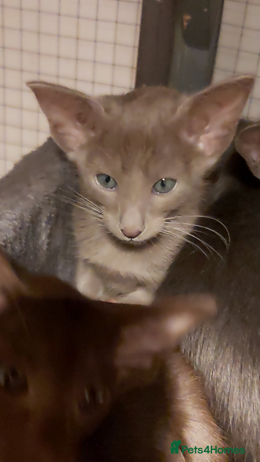 Oriental cats for sale: Full Pedigree Oriental 1 Kitten XL size ears GCCF - Advert 22