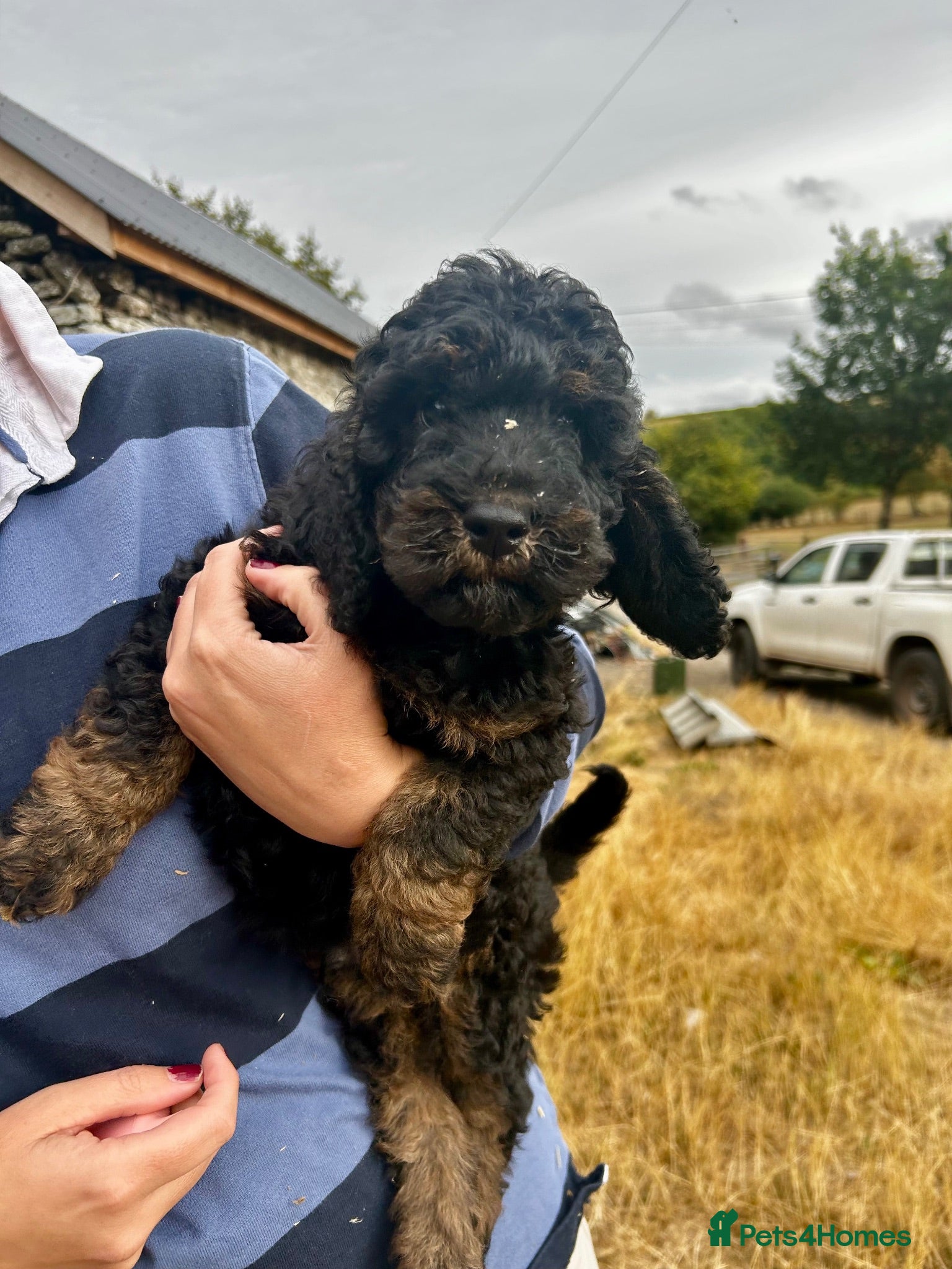 Toy Poodle dogs 1 little miniature poodle boy left  - Advert 14
