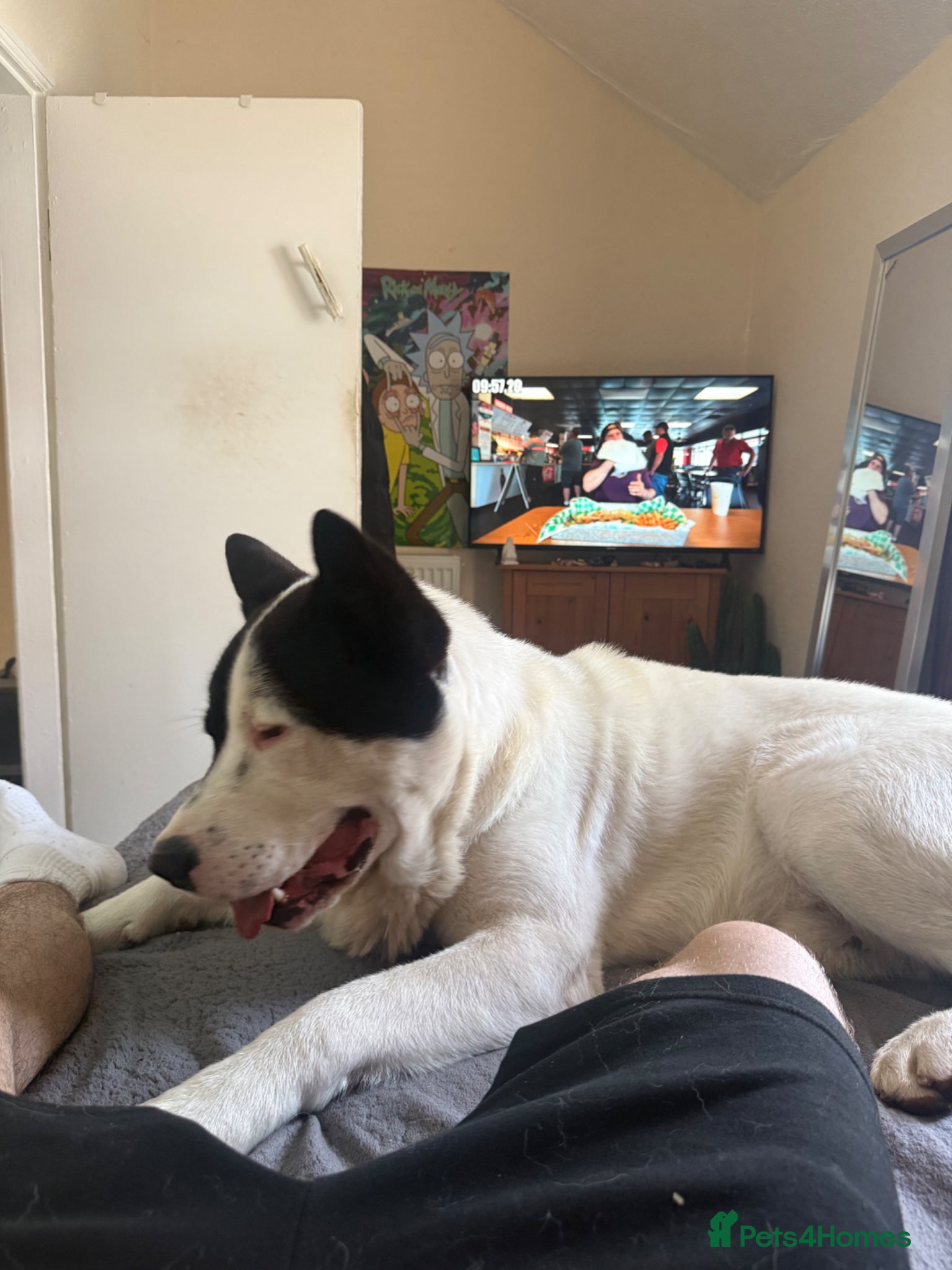 Akita dogs for sale: Kaizer the akita - Advert 3