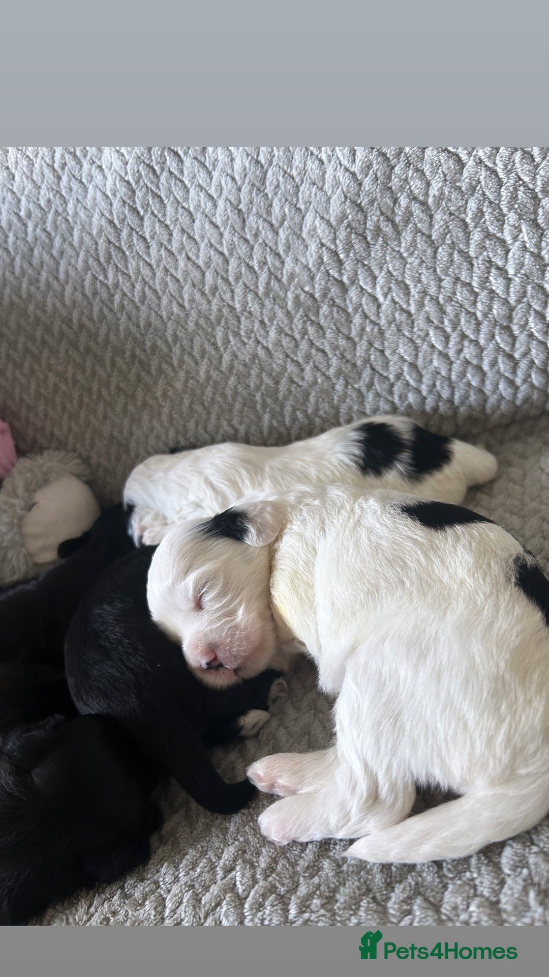 Shihpoo dogs for sale: Gorgeous Toy Shihpoo puppies - Image 12